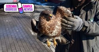 Leżał wyziębiony i bez sił. Żyje dzięki leśnikom