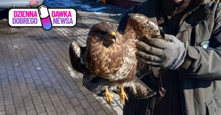 Leżał wyziębiony i bez sił. Żyje dzięki leśnikom