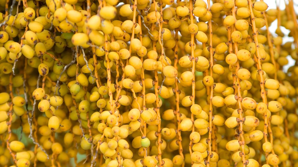 datteri, gialli, freschi, dettaglio, pianta, palma, dattero, frutto, frutti, flora, esterni