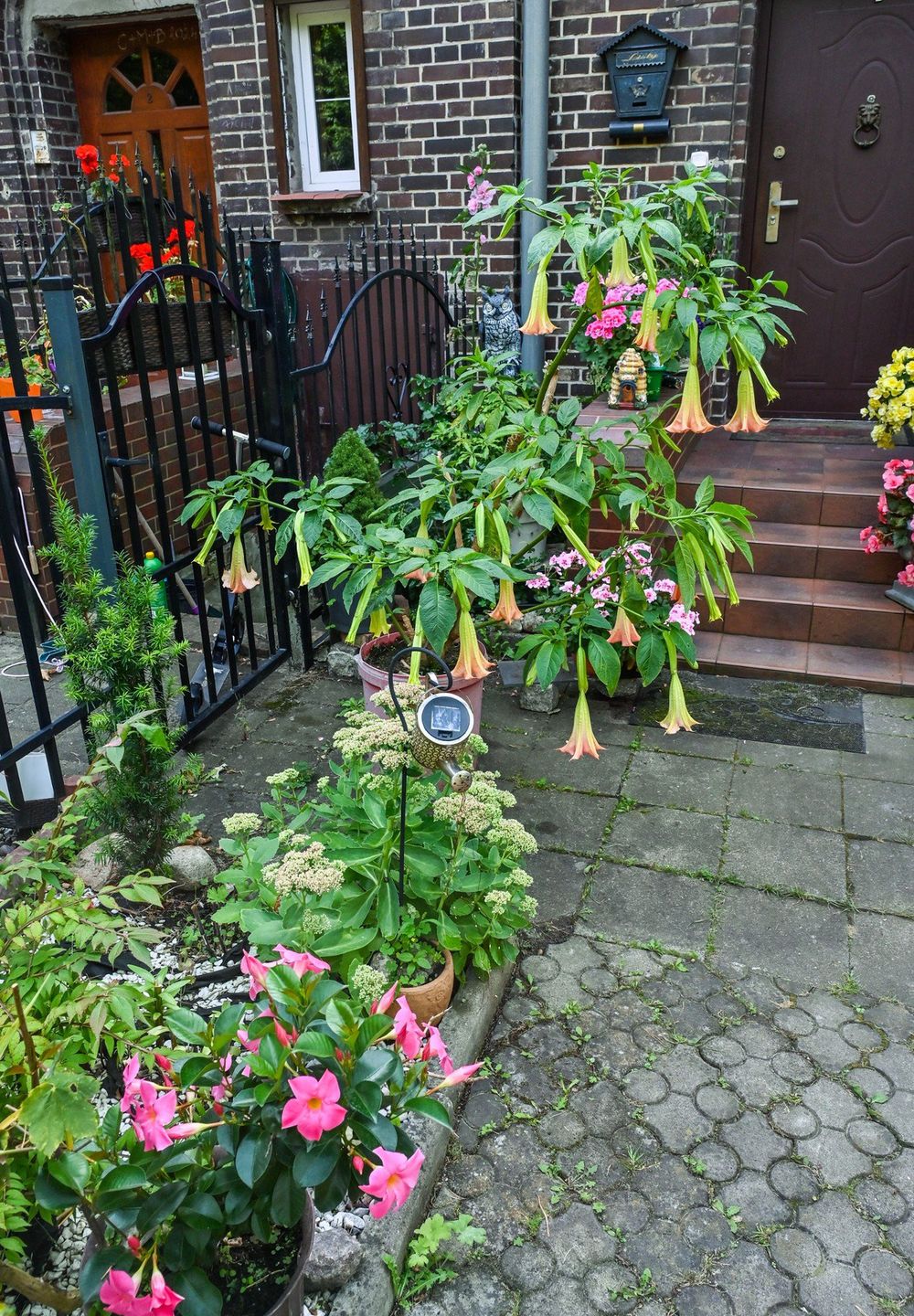 W ogrodzie pani Marii Nowickiej przy ulicy Świetlicowej w bydgoskim Łęgnowie nie brakuje begonii, surfinii i pelargonii. Ogrodniczka najbardziej dumna jest jednak z wysokich, dwumetrowych bagiennic