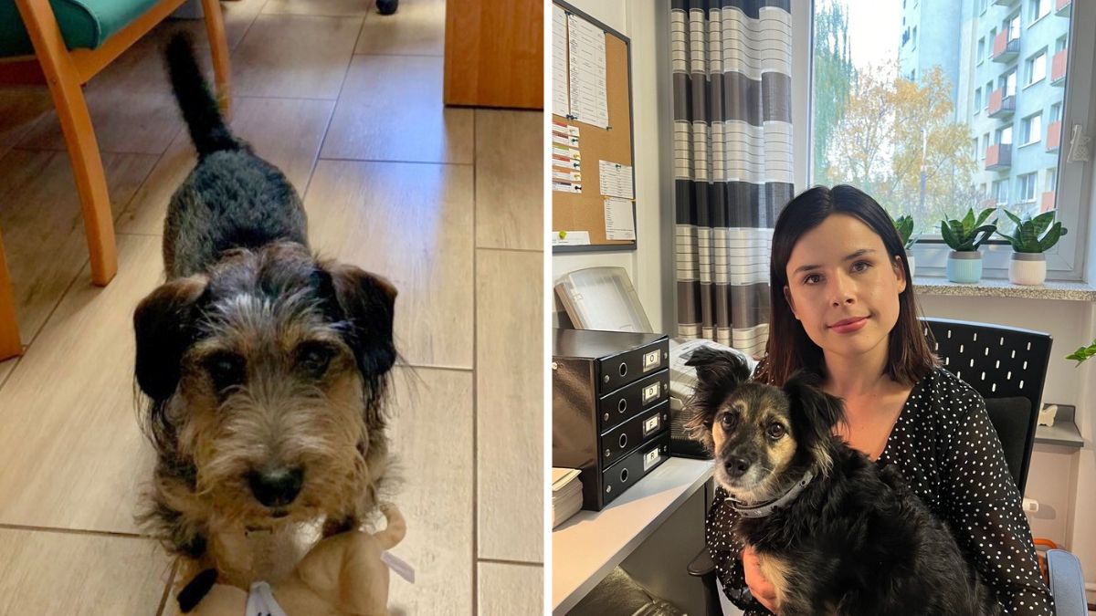 Psy towarzyszą pracownikom bydgoskiego MOPS-u w biurze.