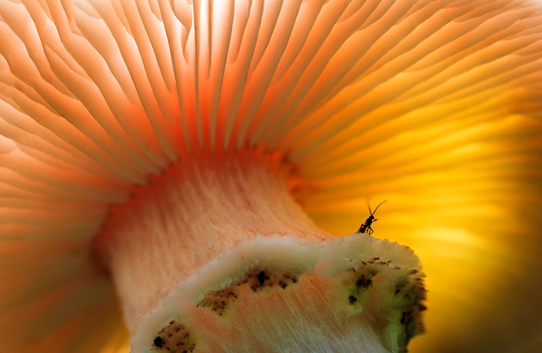 Natura na zdjęciach zwycięzców konkursu The Nature Conservancy Photo Contest 2018 19