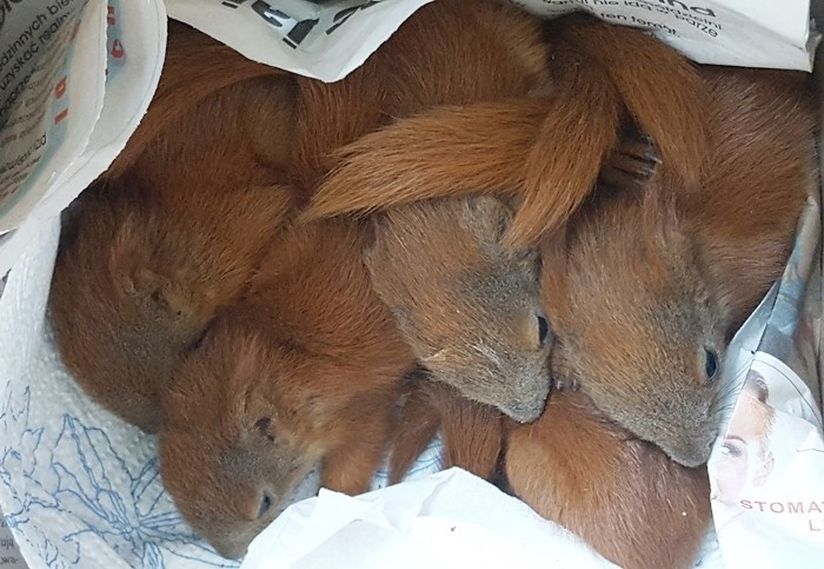 Wychudzone i porzucone przez matkę wiewiórki uratowane przez Patrol Eko