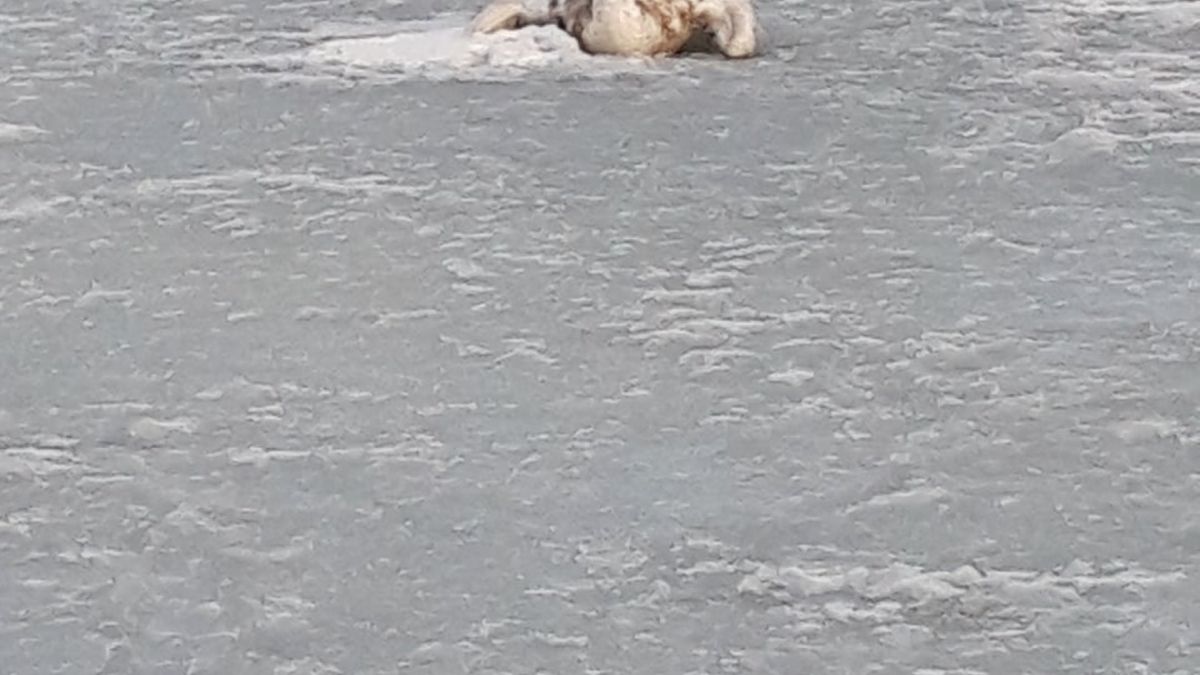 Padnięte ptaki najprawdopodobniej były chore na ptasią grypę