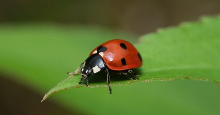 Pomagają walczyć ze szkodnikami. Tak zwabisz biedronki do ogrodu
