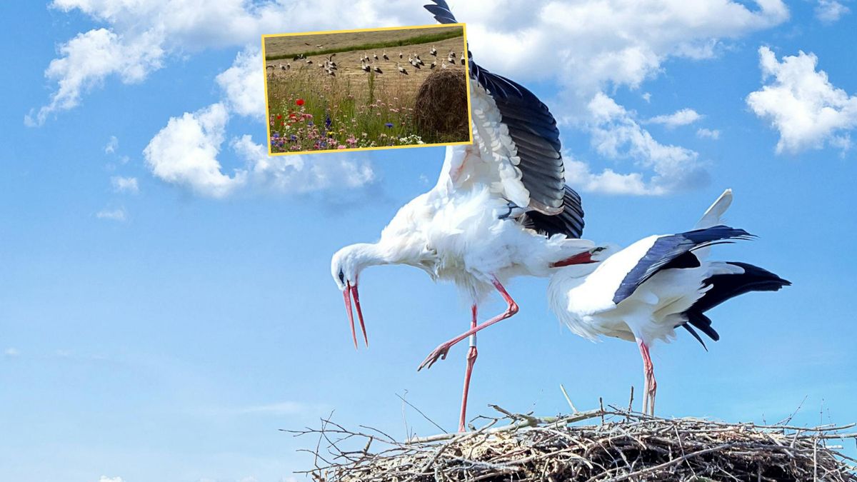 Bociany tłumnie zgromadziły się na jej łące. Internauci zachwyceni widokiem