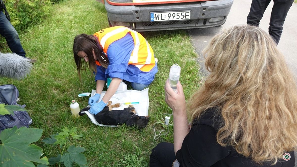 W pierwszej kolejności udzielono pomocy zwierzętom w najgorszym stanie.