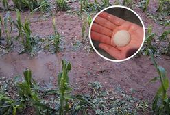 Dramat rolnika z Dolnego Śląska. "Pole to bajoro"