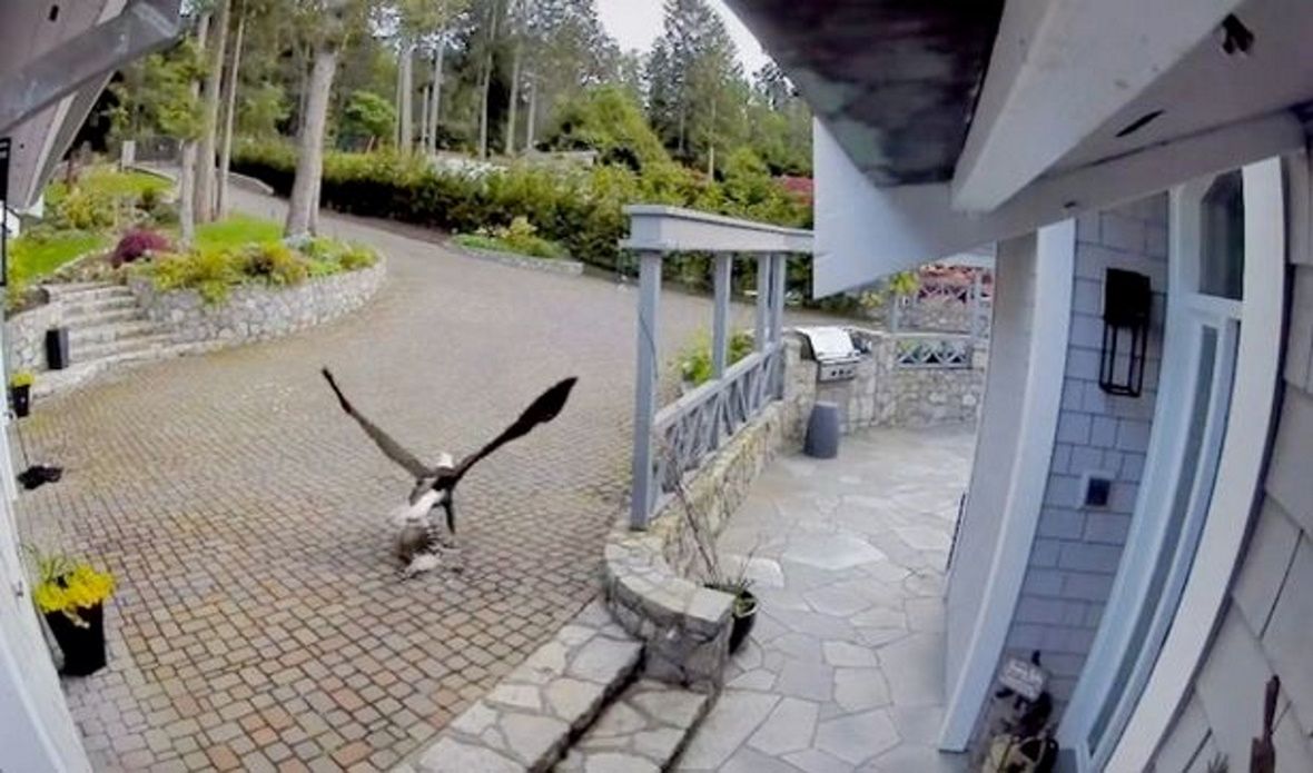 Wielki orzeł porwał gęś