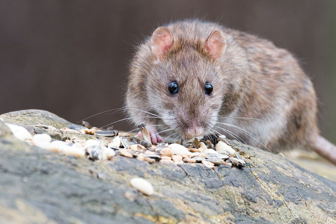Plaga szczurów w Wielkopolsce