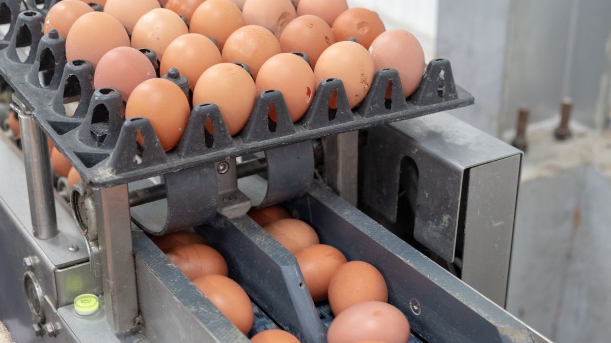 Polska i Litwa mają eksportować jaja do dotkniętych ptasią grUSA