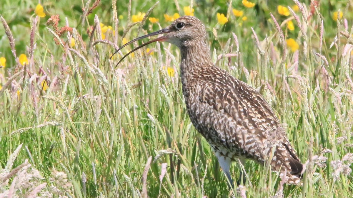 Nie było go przez lata. Ten ptak wraca na wielkopolskie mokradła