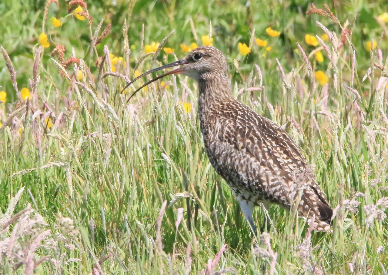Nie było go przez lata. Ten rzadki ptak wraca na wielkopolskie mokradła