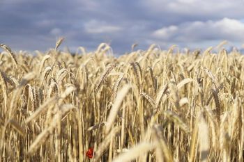 Klęska urodzaju dobije rolników? UE zasypana zbożem