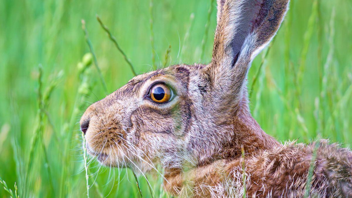 Zając - zdjęcie poglądowe