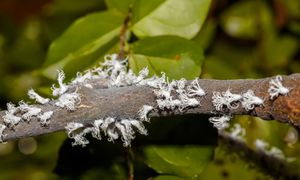 Dotarły do Polski. Działaj szybko, gdy zauważysz w ogrodzie