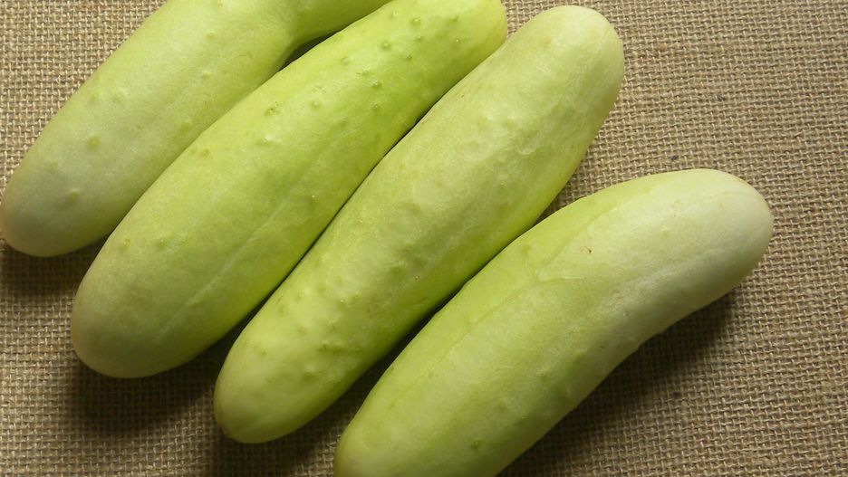 Biały ogórek jest lepszy od zwykłego