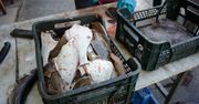 9 zł za kg flądry w porcie. "Dorsza sprzedajemy na pniu, prosto z kutra"
