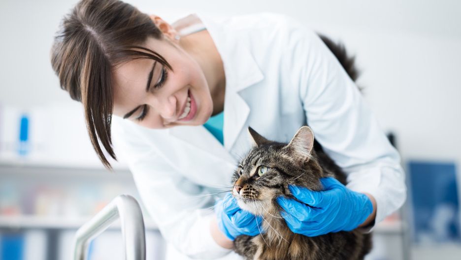 Smiling veterinarian examining a cat on the surgical table, pet care concept
Pet,Veterinarian,Cat,Animal,Pet care,Clinic,Healthcare,Medicine,Hospital,Doctor,Veterinary,Vet,Medical,Female,Examining,Woman,Smiling,Cuddling,Animal hospital,Cute,Feline,Female doctor,Gloves,Healthcare Worker,Job,Lab Coat,Medical Occupation,Office,Surgical table,Veterinary Medicine