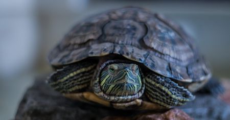 Ukradł żółwia z zoologicznego. Wpadł, bo zwierzę zgłodniało