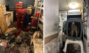 W takich warunkach żyły psy. Szokujące odkrycie w gminie Bolimów