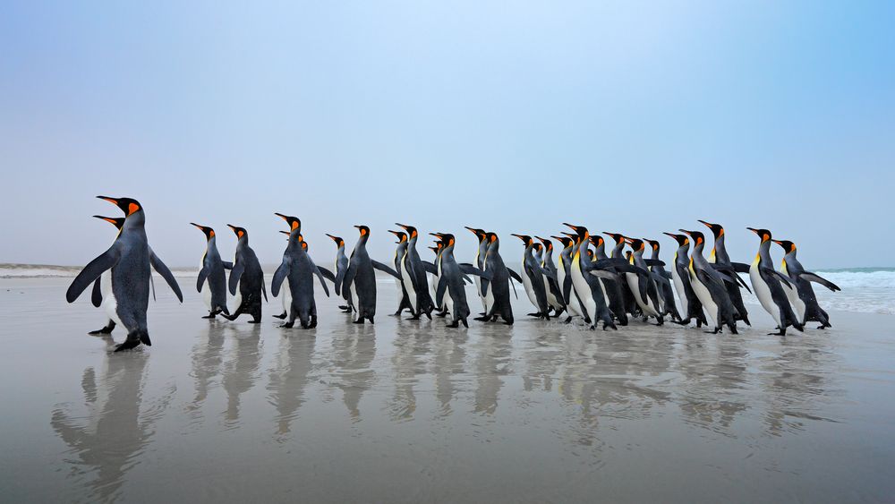 Grupa pingwinów z depositphotos