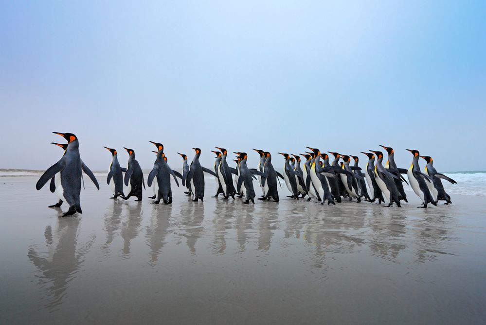 Grupa pingwinów z depositphotos
