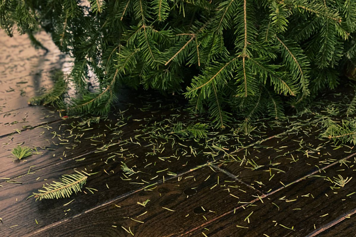 Is your Christmas tree shedding needles? Don't throw it away.