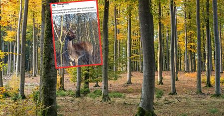 Miłośnik przyrody aż zastygł. Czaiła się w zaroślach