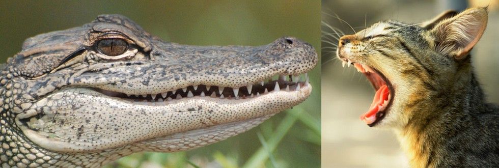 Nieustraszony kot kontra aligator. Pokazał, kto tu rządzi! 1