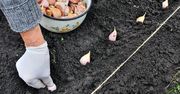 Jak sadzić czosnek? Zrób to w 5 krokach, a wyrosną główki wielkości pięści