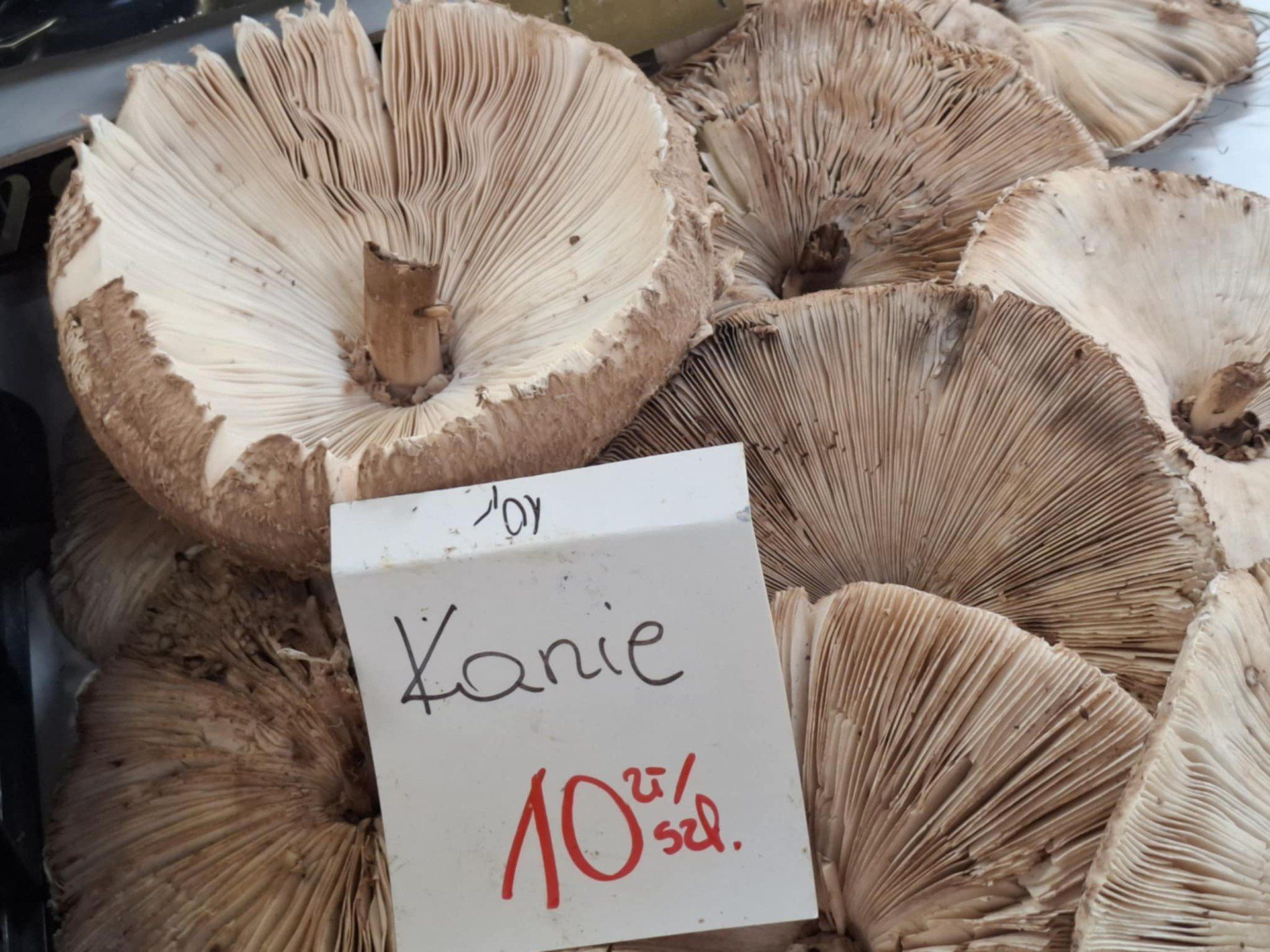 Po ile grzyby we Wrocławiu?