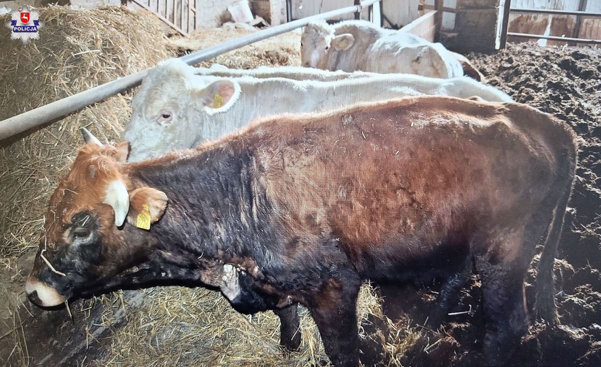 39-letni rolnik znęcał się nad bydłem