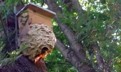 Warszawa. Groźni goście w parku na Woli. Rój szerszeni usuwały służby