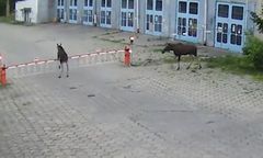 Łosie wybrały się na wycieczkę. Niecodzienny widok w Warszawie