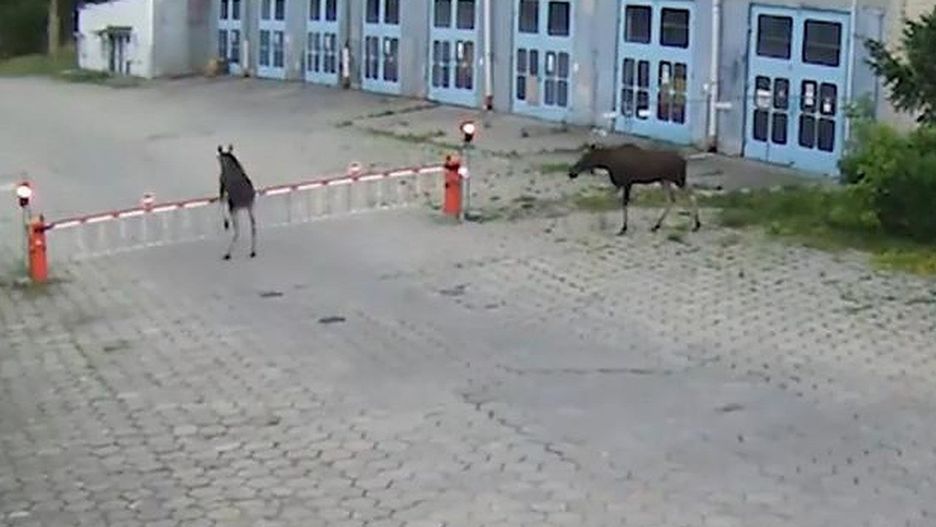 łosie