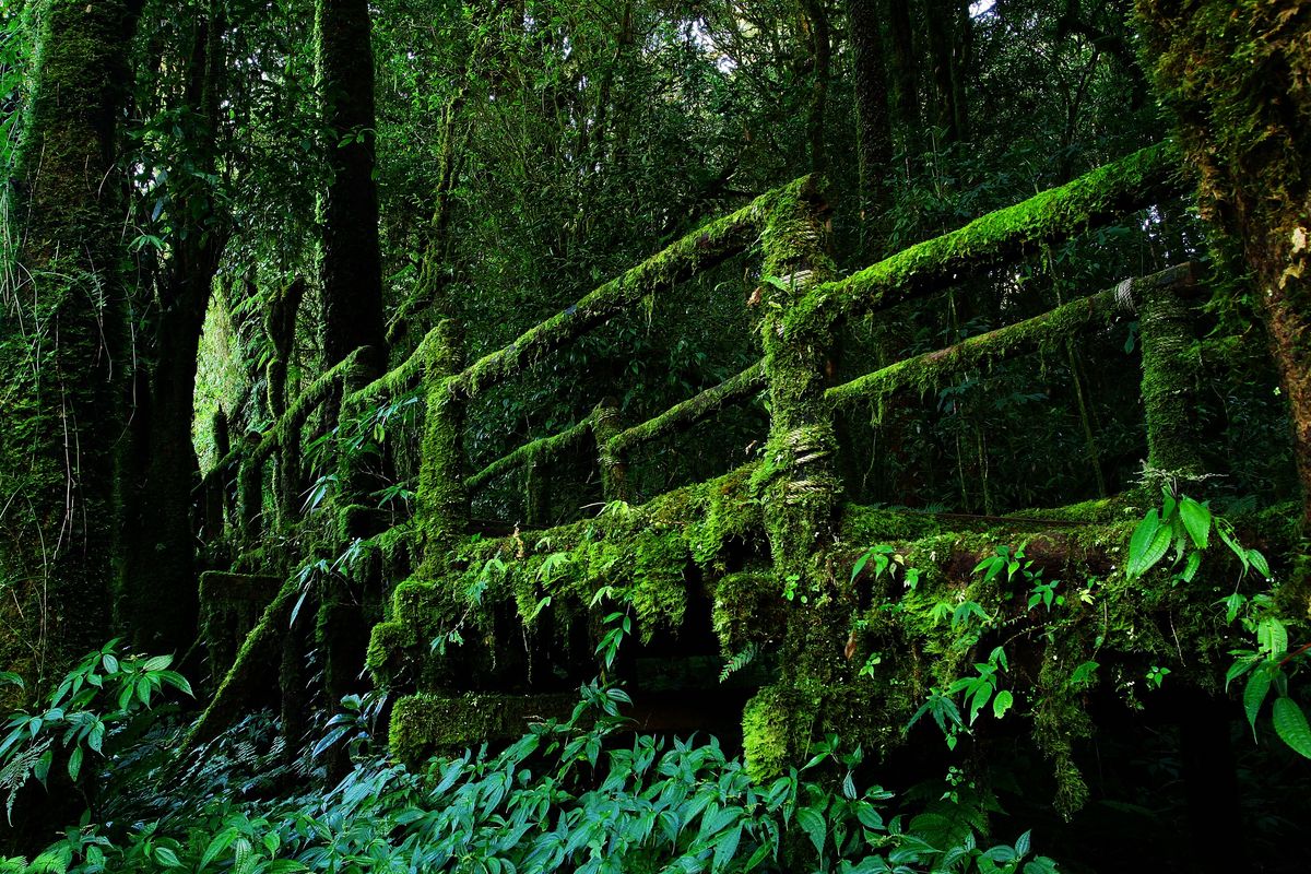 Dżungla (zdjęcie ilustracyjne)