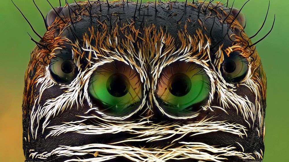 Magia dobrego zdjęcia tkwi w oczach, zwłaszcza jak jest ich kilka par. Ireneusz "Irass" Walędzik opowiada o swoich bliskich spotkaniach z przyrodą 1