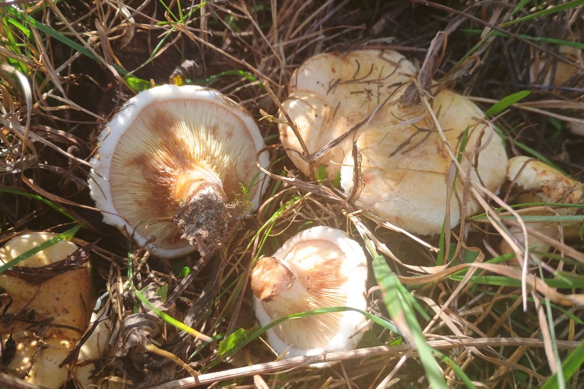Nóżki krowiaka są krótkie, pod kapeluszem znajdują się blaszki