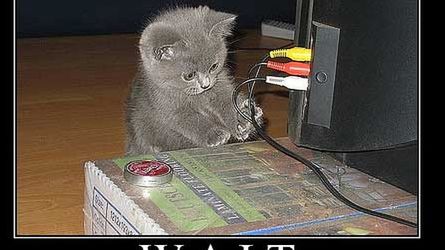 Kot + iPad = ? [wideo] 1