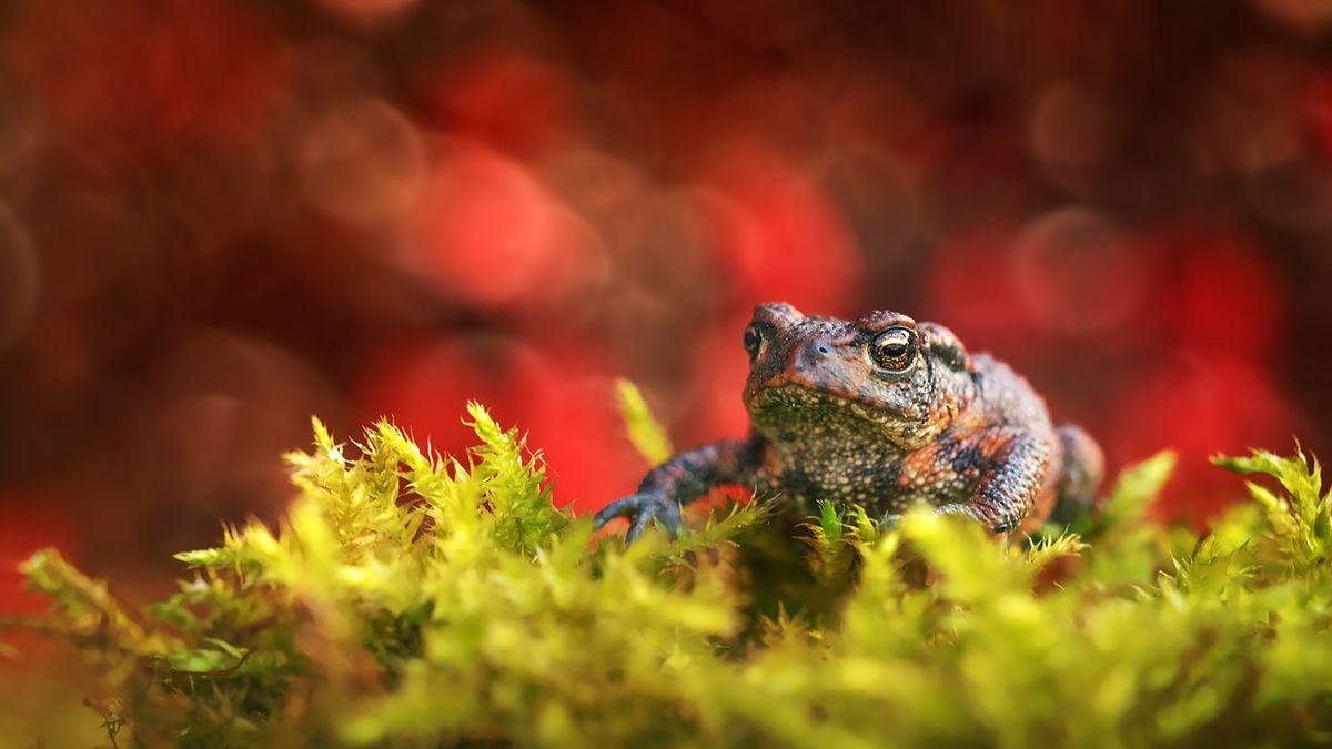 Kolorowe zdjęcia makro, ciemne jesienne dni i jasny obiektyw. W poszukiwaniu weny twórczej 1