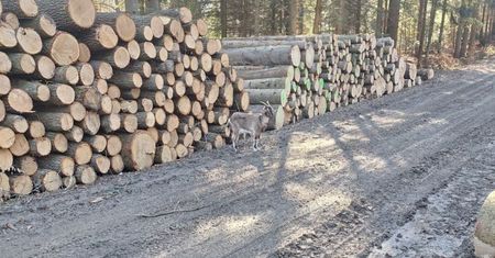 Stała na leśnej ścieżce. To nie AI. Zdjęcie zrobił podleśniczy