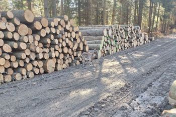 Stała na leśnej ścieżce. To nie AI. Zdjęcie zrobił podleśniczy