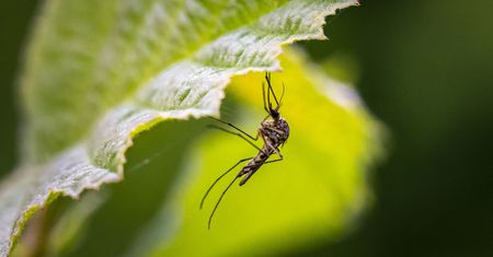 Jak się ochronić przed komarami? Naturalne środki, które odstraszą uciążliwe owady