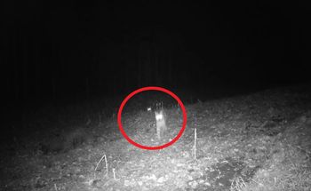 "To dopiero ujęcie". Ryś "atakuje" fotopułapkę. Urocze nagranie