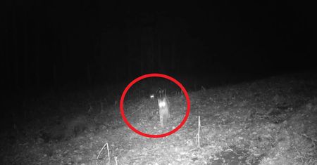 "To dopiero ujęcie". Ryś "atakuje" fotopułapkę. Urocze nagranie