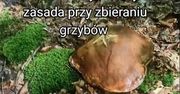Patent na zbieranie grzybów. Wiedzieliście o tym?