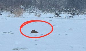 Leżał skulony na lodzie. Takiego finału akcji nikt się nie spodziewał