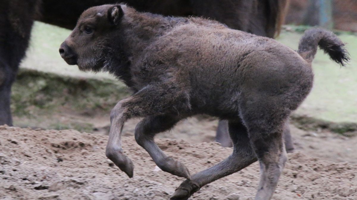 ZOO w Gdańsku ma nową uroczą lokatorkę!