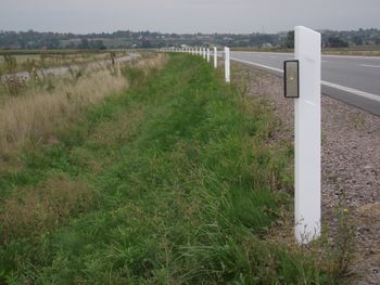 "Wilcze oczy" można spotkać przy drodze. Tłumaczymy, czym są